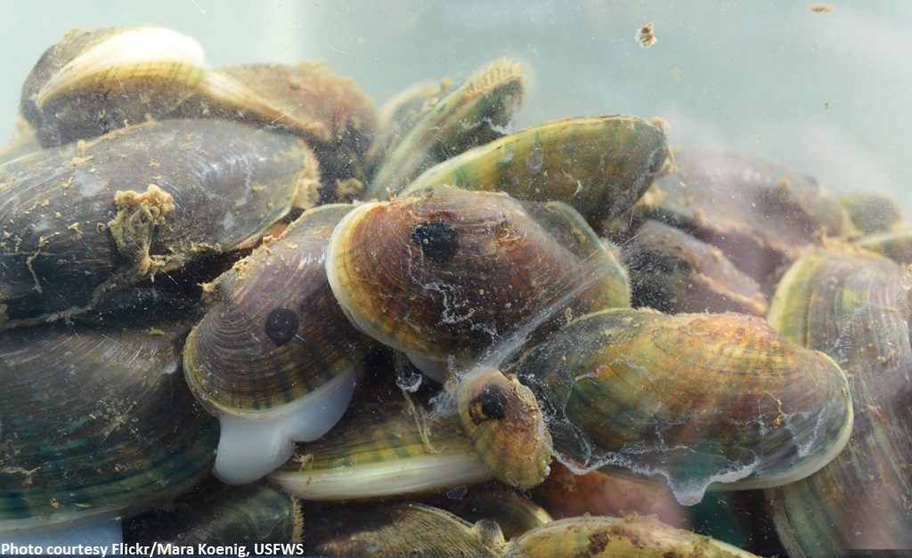 Fatmucket Mussels and the March of Environmental Science